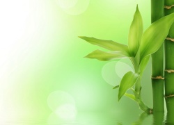 QUYỀN THỪA KẾ CỦA “CON TRONG GIÁ THÚ”/“CON NGOÀI GIÁ THÚ”/CON NUÔI: PHÂN TÍCH VÀ LUẬN GIẢI!